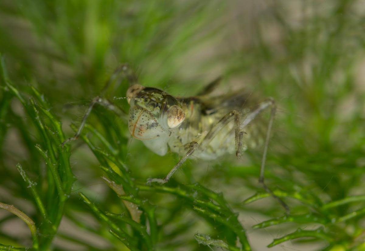 Darter dragonfly nymph by Neil Phillips